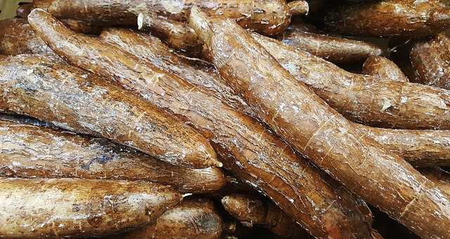 Photo de manioc ,aliments à ne jamais manger crus